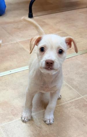 Cyndi Lauper, Chihuahua, available for adoption