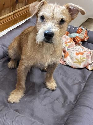 Miley, Border Terrier, young, available for adoption