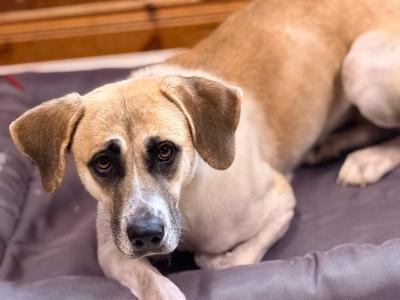 Angel, Anatolian Shepherd, adult, available for adoption