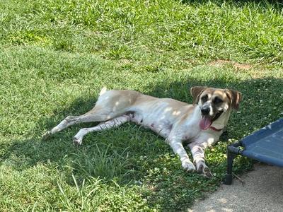 Angel, Anatolian Shepherd, adult, available for adoption