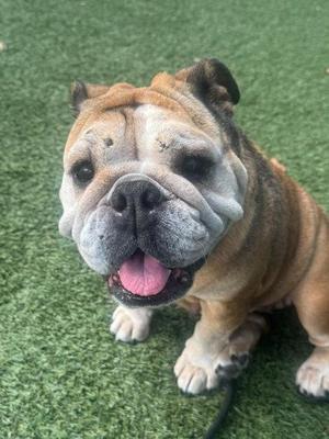 A brown and white bulldog sitting on green artificial grass with its tongue out.