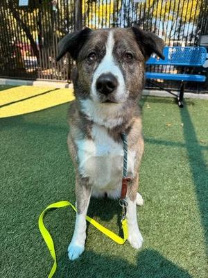 Dakota, Shepherd / Mixed Breed, adult, available for adoption