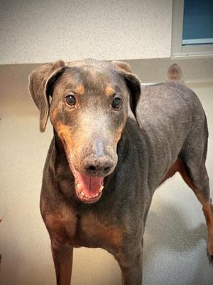 Kilo, Doberman Pinscher / Mixed Breed, adult, available for adoption