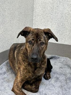 Champurrado, Hound / Mixed Breed, adult, available for adoption