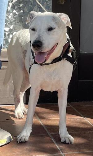 Ronald, Labrador Retriever / Mixed Breed, adult, available for adoption