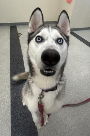A husky dog with striking blue eyes and a black and white coat, wearing a red collar and leash, sitting on a gray floor with a black stripe.