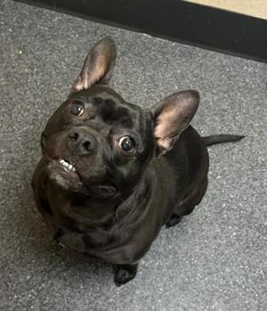 A black French bulldog sitting on a gray carpet, looking up with wide eyes and a slightly open mouth.