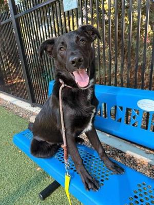 Basil, Labrador Retriever / Mixed Breed, young, available for adoption