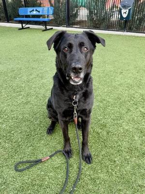 Shadow, Labrador Retriever / Mixed Breed, adult, available for adoption
