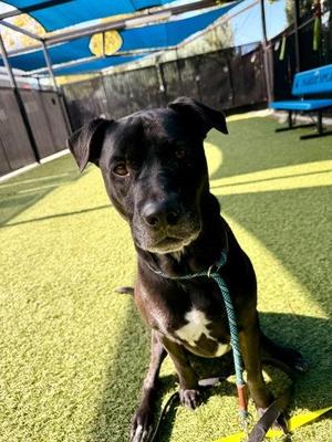 Krystal, Labrador Retriever / Mixed Breed, adult, available for adoption
