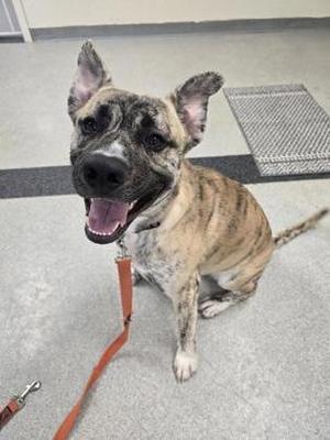 A brindle dog with a black muzzle and ears sitting on a gray floor, wearing a red leash.
