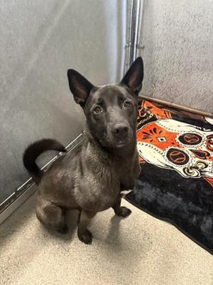 Kuma, Akita / Shepherd, adult, available for adoption