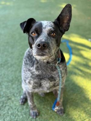 A black and white dog with brown eyes sitting on a green surface, wearing a blue leash.