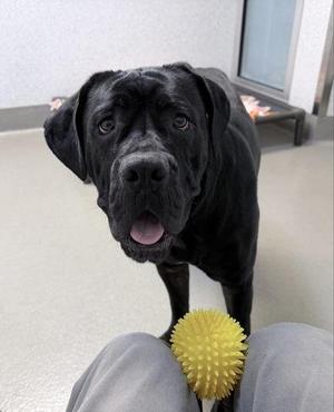 Camembert, Neapolitan Mastiff / Mixed Breed, adult, available for adoption