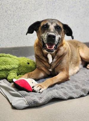 Keiko, German Shepherd Dog / Mixed Breed, senior, available for adoption