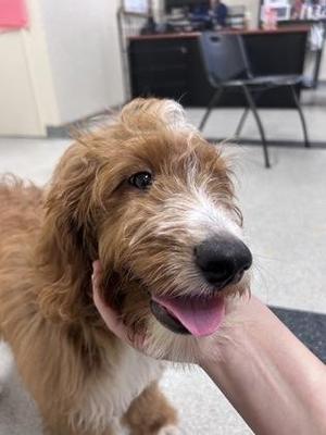 Da Vinci, Australian Shepherd / Standard Poodle, young, available for adoption