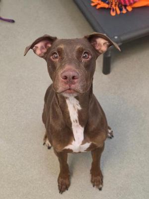 A brown and white dog sitting on a gray floor, looking up with its ears perked up.