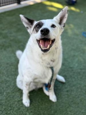 A happy white dog with black spots on its face, sitting on green artificial grass, with its mouth open and tongue out.