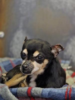 A small black and tan chihuahua dog with large ears lies on a plaid blanket.