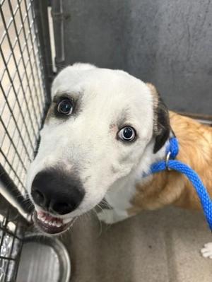 Snowflake, Mixed Breed, adult, available for adoption