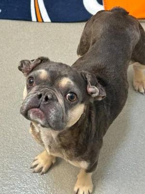 A brown and black dog with a wrinkled face and large eyes, standing on a gray floor.