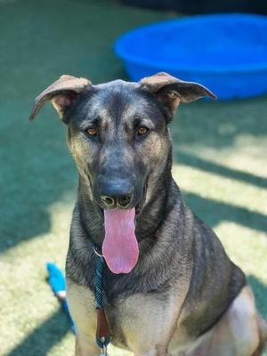 Ninja Gaiden, German Shepherd Dog / Mixed Breed, young, available for adoption