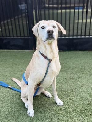 Powdered Donut, Labrador Retriever / Mixed Breed, adult, available for adoption