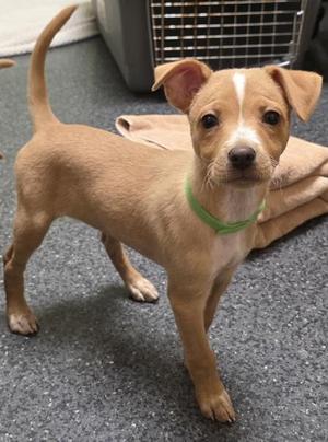 Rhaenyra, Chihuahua / Mixed Breed, puppy, available for adoption