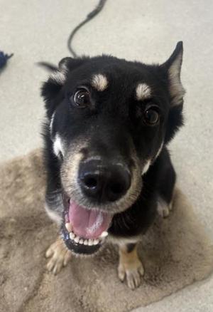 Deuce, Shepherd / Mixed Breed, young, available for adoption
