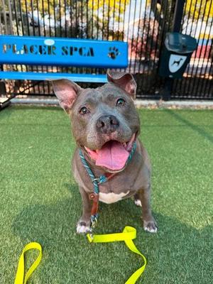 Kleo, American Staffordshire Terrier / Mixed Breed, adult, available for adoption
