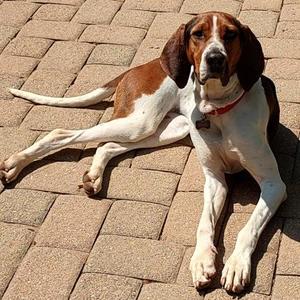 Trixie, Treeing Walker Coonhound / Mixed Breed, adult, available for adoption