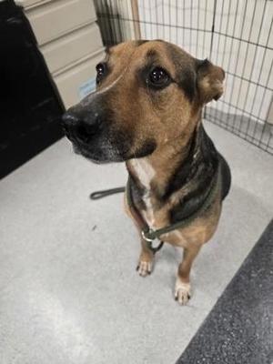 Minnie, German Shepherd Dog / Mixed Breed, young, available for adoption