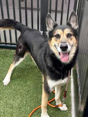 Rip, German Shepherd Dog / Siberian Husky, adult, available for adoption