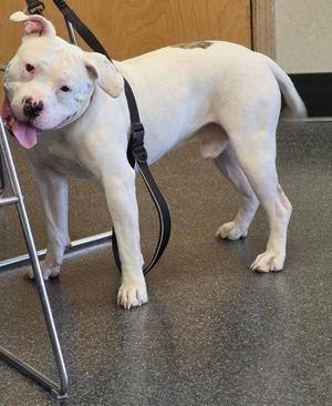 A white dog with a black collar and leash, standing on a tiled floor.