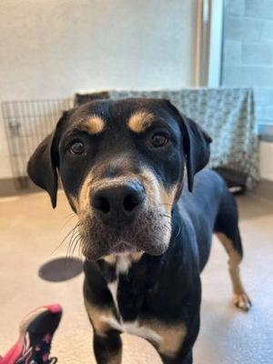 Cuddles, Rottweiler / Mixed Breed, young, available for adoption