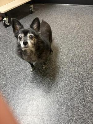 a small black dog with long ears standing on a gray carpet