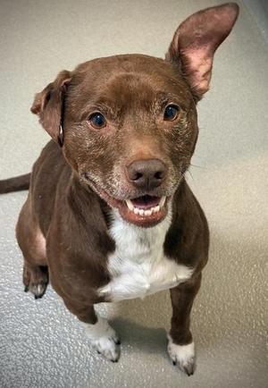 Lan, Pit Bull Terrier / Mixed Breed, adult, available for adoption
