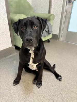 Kobe, Labrador Retriever / Mixed Breed, adult, available for adoption