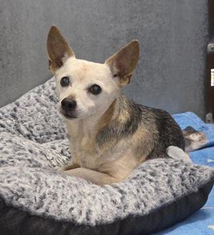 A small dog with large ears and a light-colored face is sitting on a gray, textured dog bed. The dog has a mix of light and dark fur, with a white face and a darker body. The background is a plain gray wall.