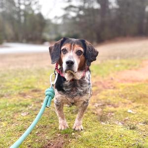Fish Stick, Beagle, senior, available for adoption