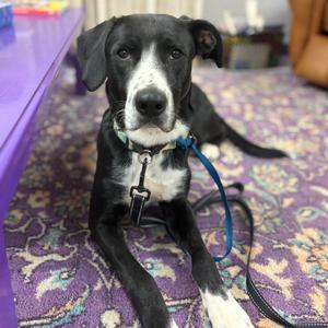 Jace, Retriever, Labrador, adult, available for adoption
