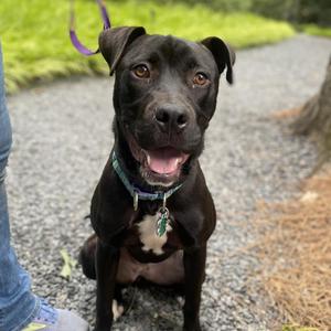 Juvia, Terrier, Staffordshire Bull, adult, available for adoption