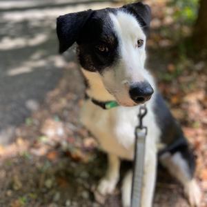 Finn, Collie, Border, adult, available for adoption