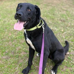 Ace, Collie, Border, adult, available for adoption