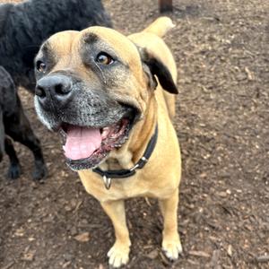 Cora, Mastiff, adult, available for adoption