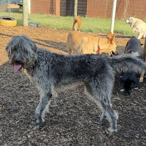 Charlie Feather, Poodle, adult, available for adoption