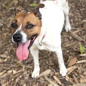 Asia, Terrier, Rat, adult, available for adoption