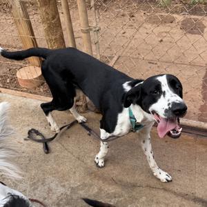 Bo pointer, Pointer, English, adult, available for adoption
