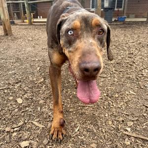 A brown and tan dog with heterochromia (one blue eye, one brown eye) is standing on a gravelly surface with its tongue hanging out.