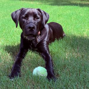 Charlie pup, Retriever, Labrador, young, available for adoption